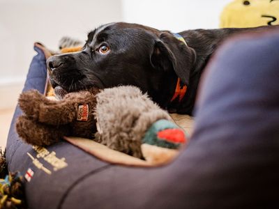 Dogs trust blankets hotsell